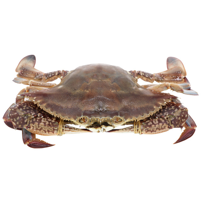 Zhoushan swimming crab meat female crab light cream crab