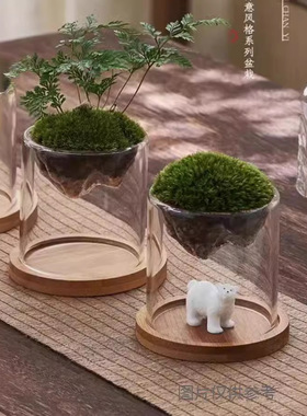 DIY植物摆件家居客厅桌面景致创意花盆批发绿植环保透明容器