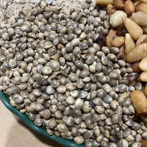 君子兰5合1大麻籽小麻籽松仁油葵骨粉炒熟2斤30元包邮 - 图1