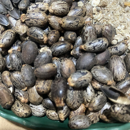 君子兰5合1大麻籽小麻籽松仁油葵骨粉炒熟2斤30元包邮 - 图0