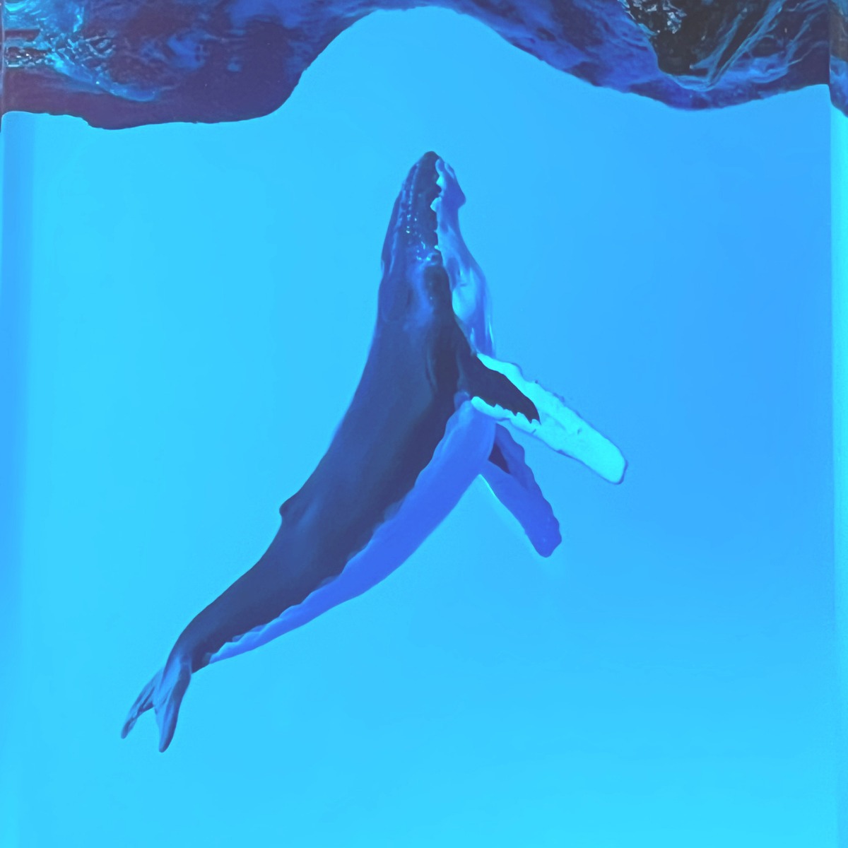 实木树脂海底座头鲸鱼情侣潜水员小夜灯床头灯氛围灯摆件礼物 - 图1