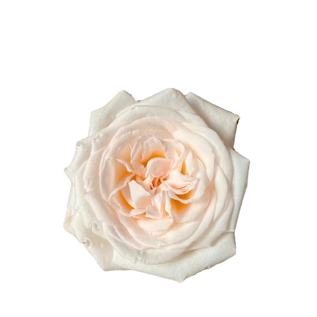 白荔枝玫瑰大卫奥斯汀经典型切花果香味浓郁 花头大 白色卷心月季,淘宝优惠券,粉丝福利购,淘宝优惠卷