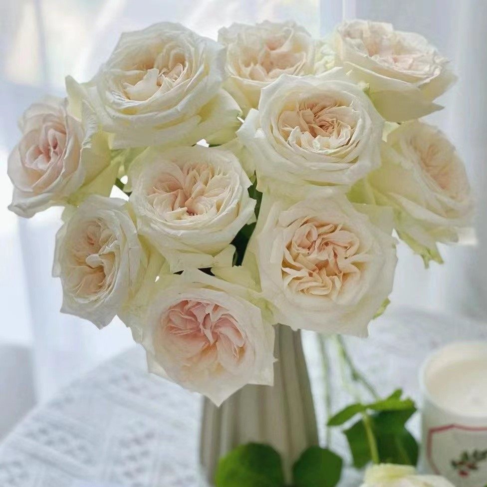 白荔枝玫瑰大卫奥斯汀经典型切花果香味浓郁 花头大 白色卷心月季,淘宝优惠券,粉丝福利购,淘宝优惠卷