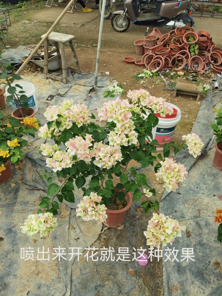 三角梅基地自用专用营养摧花花多促花爆花三角梅专用摧花 - 图3