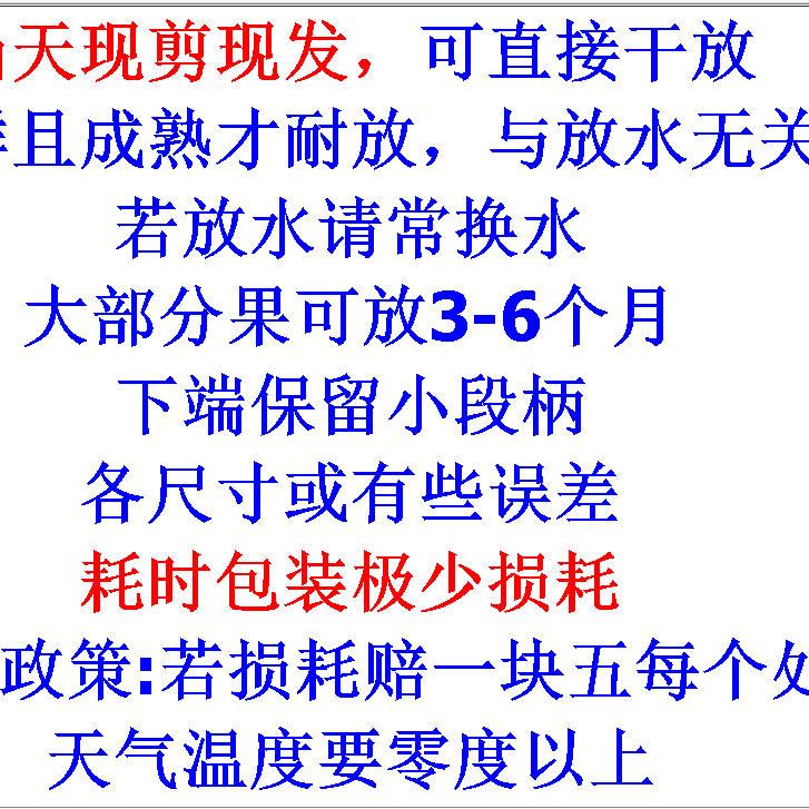 黄金果干花精品摆件观赏老师友情种植户自销新鲜世家植物花鲜切 - 图1