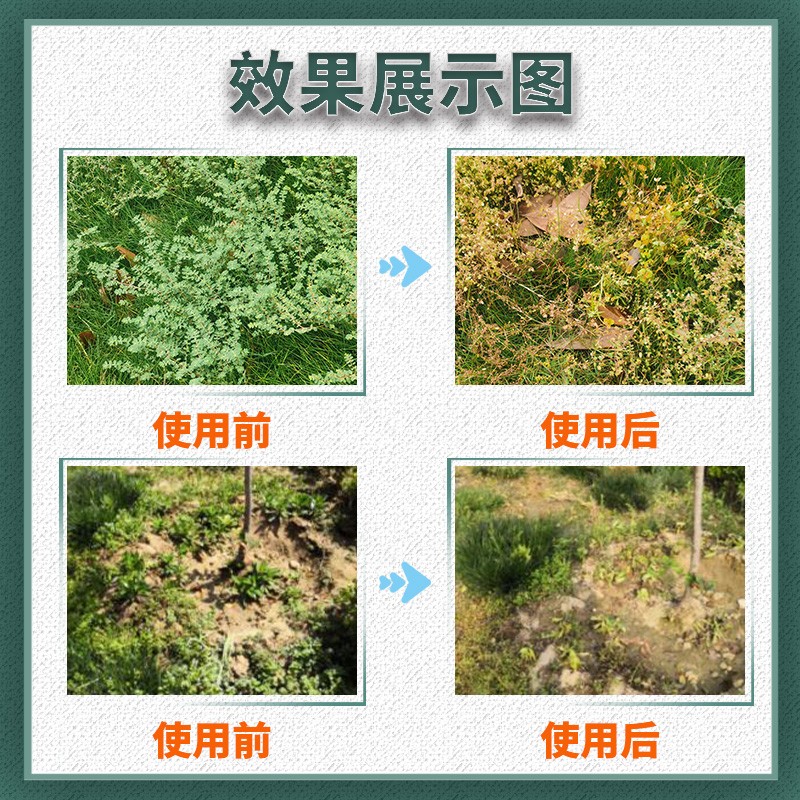 坪安恶阔净金装尖叶草坪除阔叶杂草马尼拉黑麦草百慕达草坪除草剂 - 图3