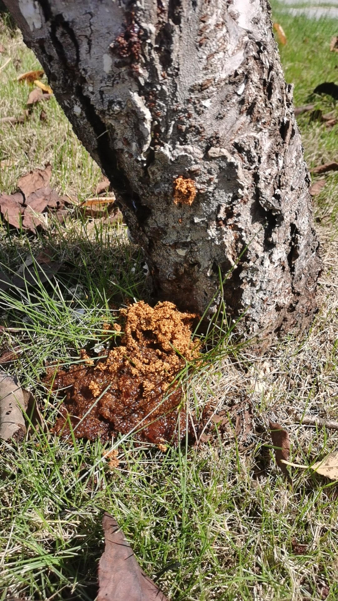 淇林根除蛀根部浇灌防除天牛钻心虫蛤虫蛀木吉丁小蠹虫绿化杀虫剂 - 图0