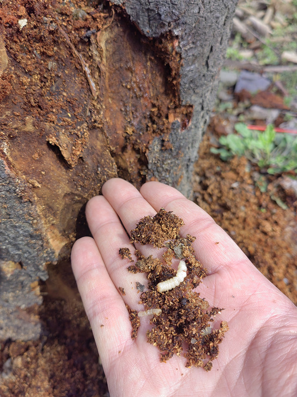 国光天牛杀虫剂钻心虫蛀木虫吉丁虫无花果琵琶苹果蛤虫树洞虫克星 - 图2