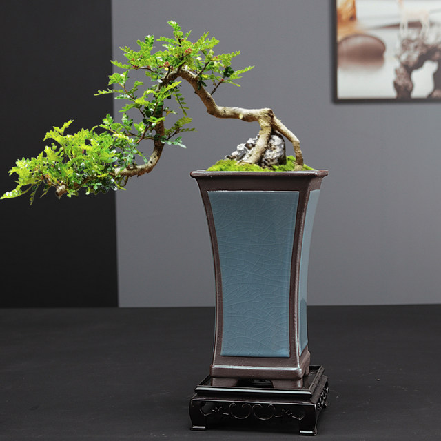 Boutique large Ge Kiln purple sand high style orchid special flower pot home indoor green plant potted cliff old pile pot