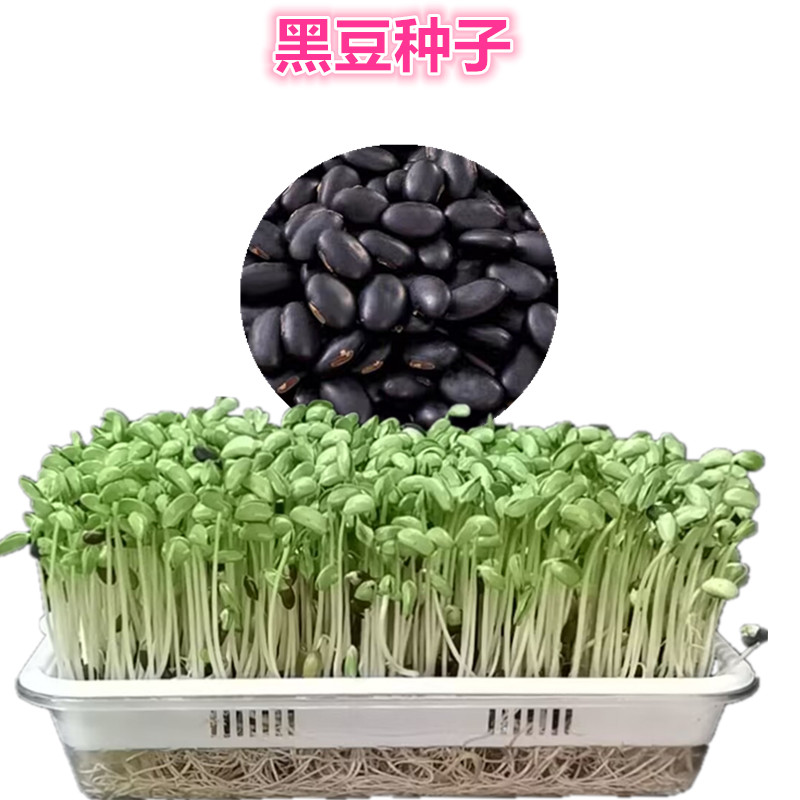 芽苗菜种子无土阳台种菜水培豌豆苗黑豆鸡毛菜香椿种子豆芽套餐