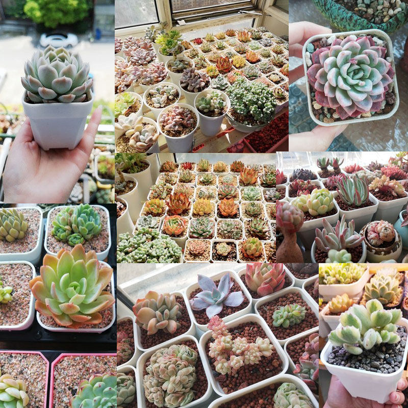 花满楼特厚加厚浅方盆小方黑白色多肉景天盆仙人球生石花番杏花盆,淘宝优惠券,粉丝福利购,淘宝优惠卷