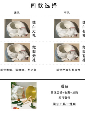 乖巧小猫花盆种花多肉可爱盆栽