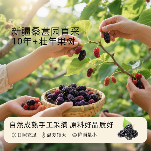 康加丽桑葚粉天然新疆原料冲饮超细冲泡纯桑椹快冲剂营养健康食品 - 图0