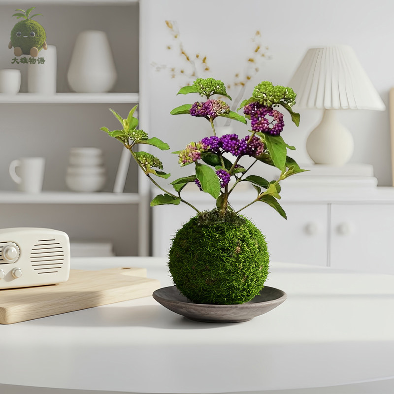 紫珠苔藓球 稀有好养绿植盆栽苔玉耐热耐寒阳台室内客厅带果植物,淘宝优惠券,粉丝福利购,淘宝优惠卷