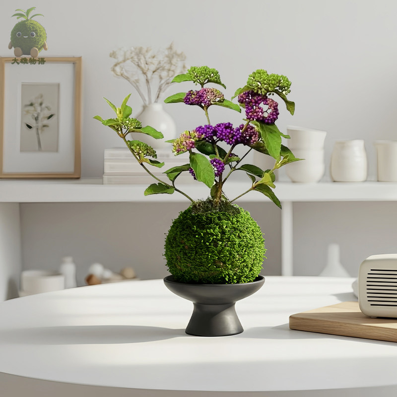 紫珠苔藓球 稀有好养绿植盆栽苔玉耐热耐寒阳台室内客厅带果植物,淘宝优惠券,粉丝福利购,淘宝优惠卷