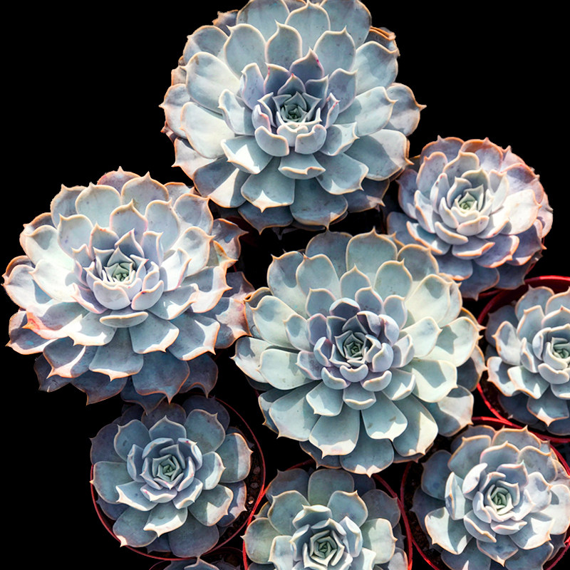 石莲植物 Top 100件石莲植物 23年1月更新 Taobao