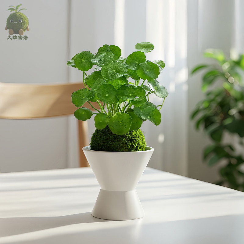 铜钱草苔藓球水培好养室内招财植物桌面小盆栽办公室茶几桌面绿植,淘宝优惠券,粉丝福利购,淘宝优惠卷