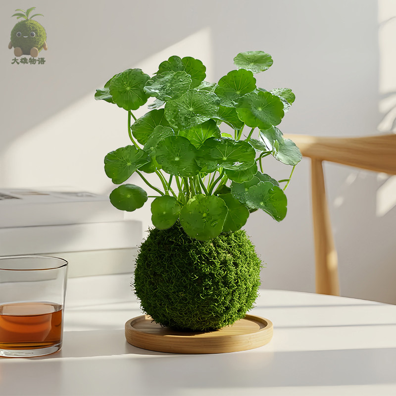 铜钱草苔藓球水培好养室内招财植物桌面小盆栽办公室茶几桌面绿植,淘宝优惠券,粉丝福利购,淘宝优惠卷