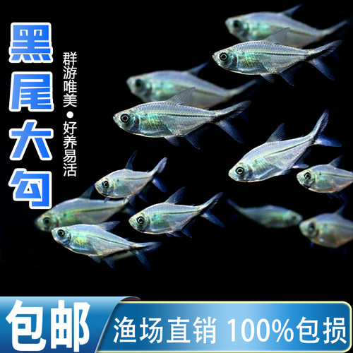 黑尾大勾群游鱼草缸小型活体热带观赏鱼淡水天使红大勾扯旗灯科鱼 - 图1