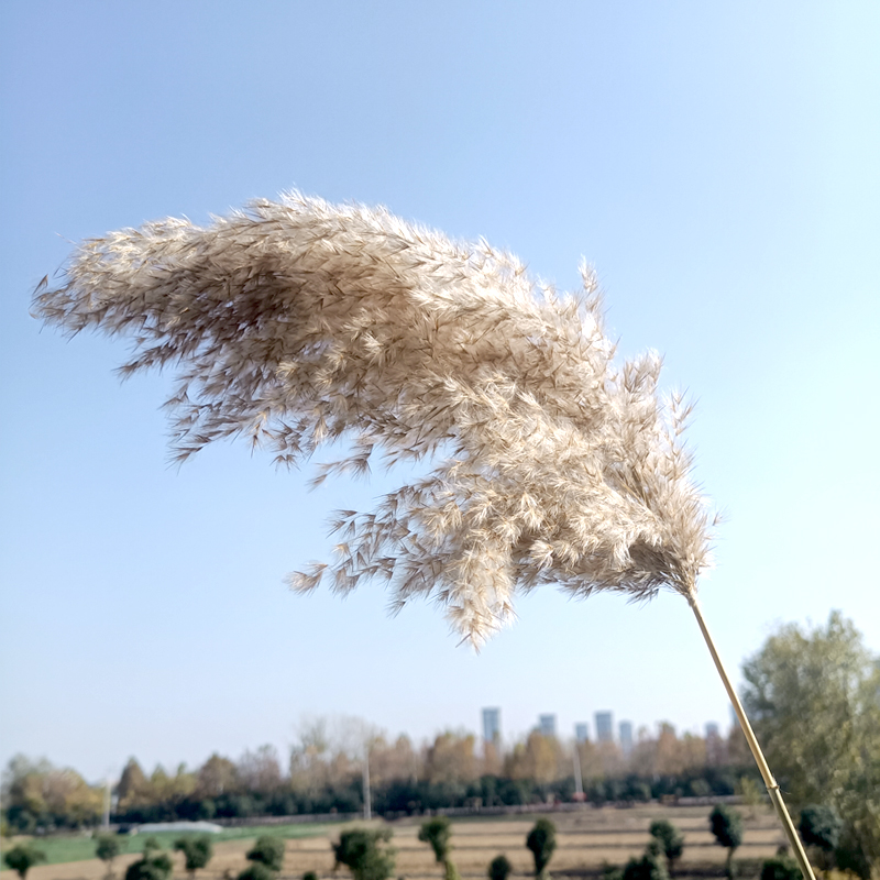 天然真干花粽叶大芦花大芦苇田园装饰摄影场景婚礼拍摄道具包邮 - 图3