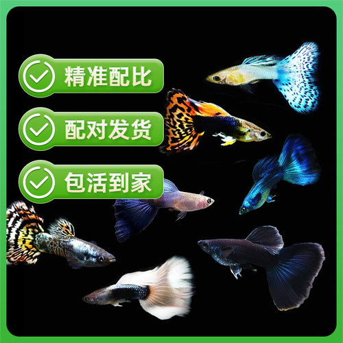 热带鱼小型观赏鱼孔雀鱼凤尾鱼活鱼精品美国全红胎生鱼易繁殖 - 图1