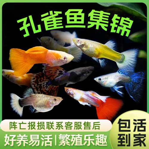 热带鱼小型观赏鱼孔雀鱼凤尾鱼活鱼精品美国全红胎生鱼易繁殖 - 图0