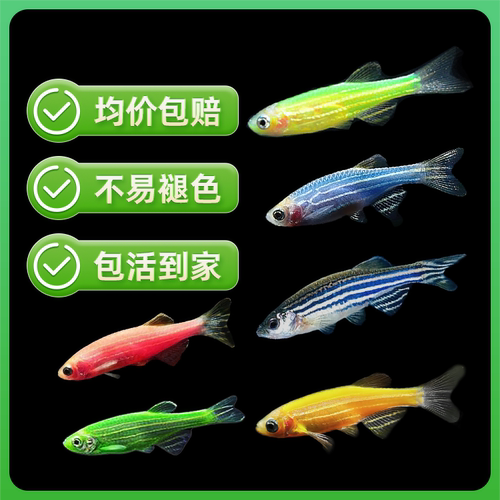 小型热带鱼观赏鱼红绿灯科鱼群游红蓝荧光斑马鱼冷水鱼练手活体鱼 - 图0