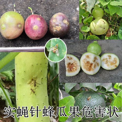 瓜果实蝇诱粘剂 诱黏喷剂 果场菜地果蝇针蜂捕捉引诱剂诱捕器 - 图1