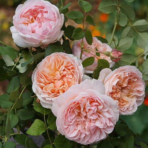 【tomの家】伊芙琳/依芙琳玫瑰奥斯汀灌木月季花卉庭院植物浓香