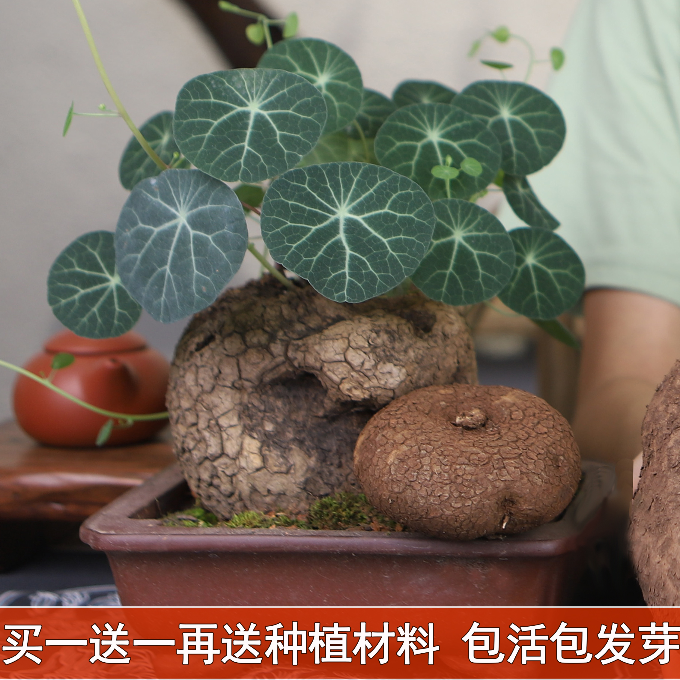 红藤山乌龟盆栽金不换植物桌面爬藤绿植水培多肉圆叶山乌龟带芽发 - 图3