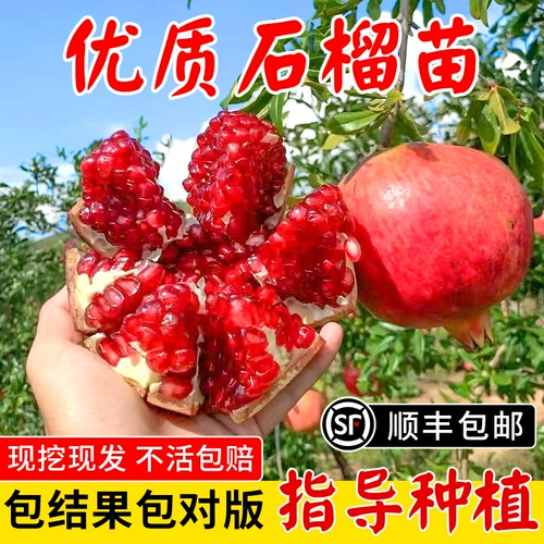 Гранатное дерево Симпин Симпин Мягкий семена гранато