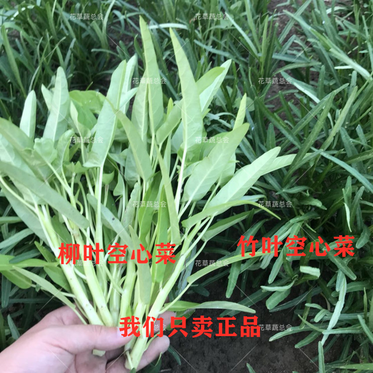 空心菜苗带根泥空心菜种籽竹叶柳叶通心菜广西四季水种植蔬菜种孑 - 图0