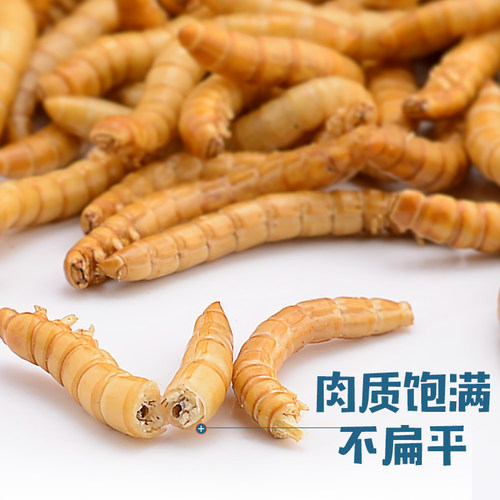 Rep-Shop冻干面包虫干乌龟龙鱼饲料蜥蜴守宫角蛙宠物零食黄粉虫干 - 图1