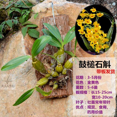 石斛盆栽 带花苞  带板栽好 铁皮鼓槌金钗叠鞘石斛兰花卉绿植包邮 - 图1