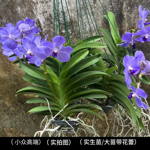 新款泰国万代兰大苗原杯大花浓香洋兰花狐尾兰指甲兰附生兰石斛兰 - 图1