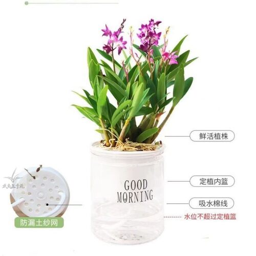 石斛杯苗组合带花苞红杆软脚霍山铁皮石斛盆栽石斛花卉石斛兰绿植 - 图2