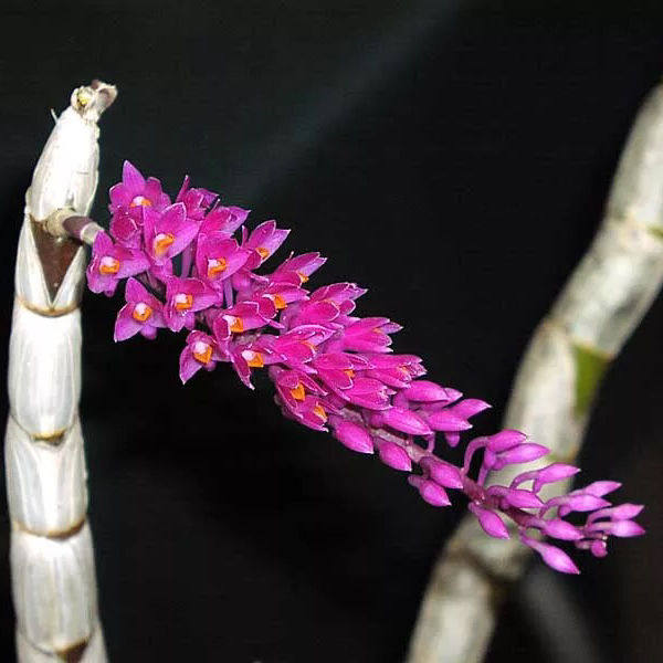 红牙刷石斛铁皮石斛兰花室内花盆栽绿植物假山花卉比多肉好养包邮,淘宝优惠券,粉丝福利购,淘宝优惠卷