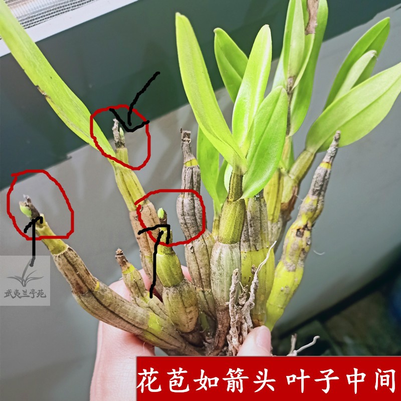 翅萼石斛带花苞浓香型石斛花食用黑毛石斛翅鄂丛苗室内盆栽绿植物