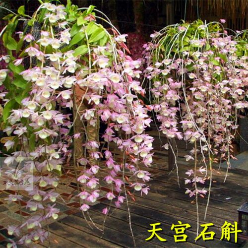 石斛杯苗组合带花苞红杆软脚霍山铁皮石斛盆栽石斛花卉石斛兰绿植 - 图1