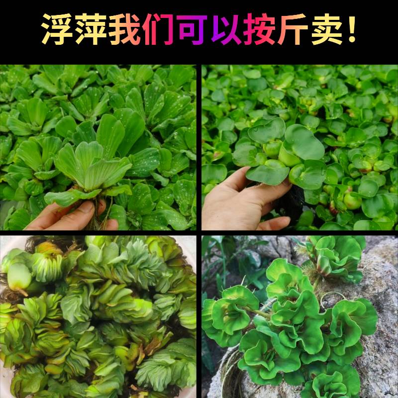 浮萍水草养龟专用水草龟缸造景浮台芝麻萍水芙蓉肚兜槐叶古法养鱼-图1