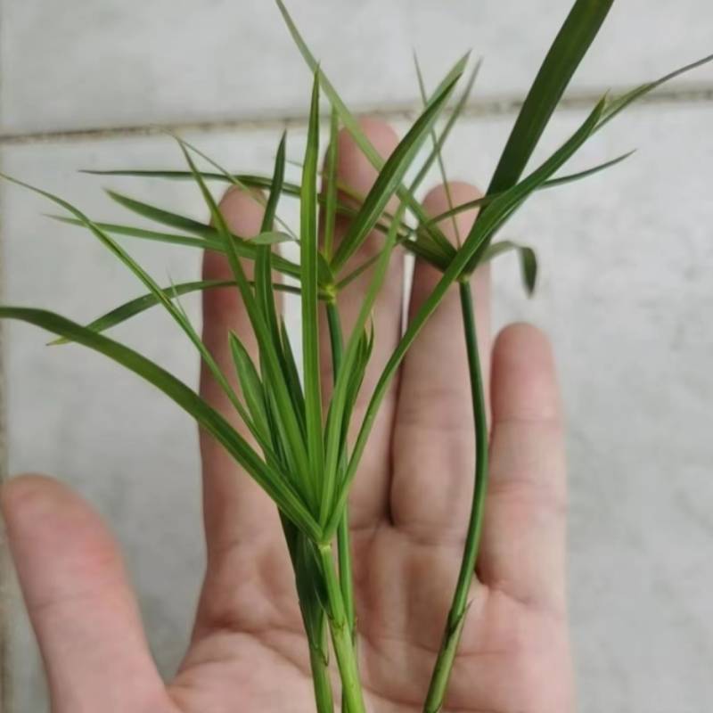 水竹水生植物沼泽过滤养龟盆栽鱼缸水池塘旱伞草风车草苗挺水植物 - 图1