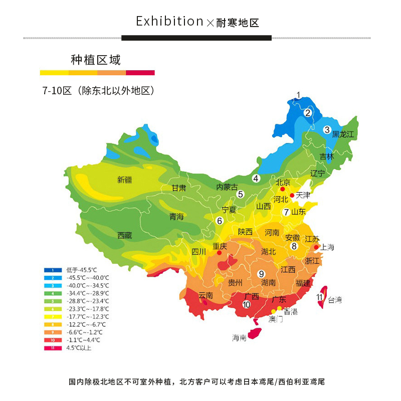 鸢尾花世界国产鸢尾花苗庭院别墅花园植物盆栽马兰花苗地栽多年生 - 图1