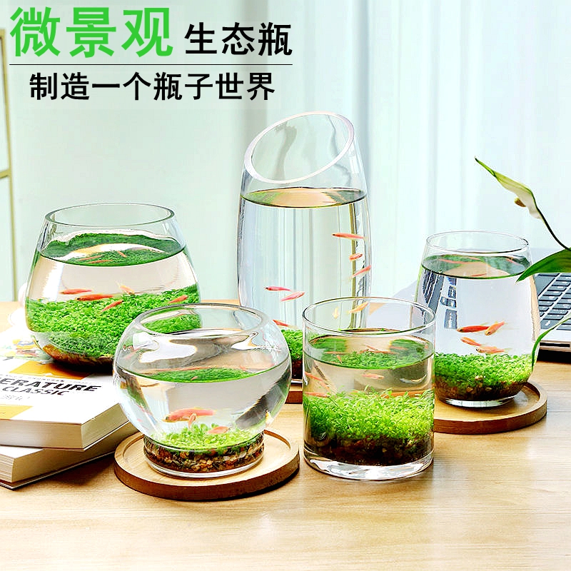 水草种子生态鱼缸微景观创意鱼缸玻璃瓶水培植物盆栽种籽DIY造景 - 图0