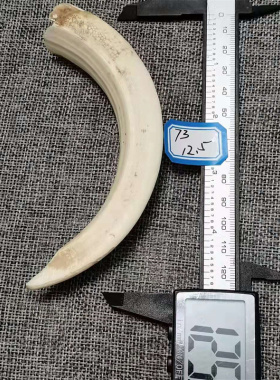 民族风散装复古藏饰獠牙原料野猪牙加工挂件个性吊坠手把件男士