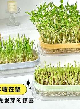 发芽盆无土栽培种植水培盒种植盒豌豆苗蔬菜育苗盘豆芽