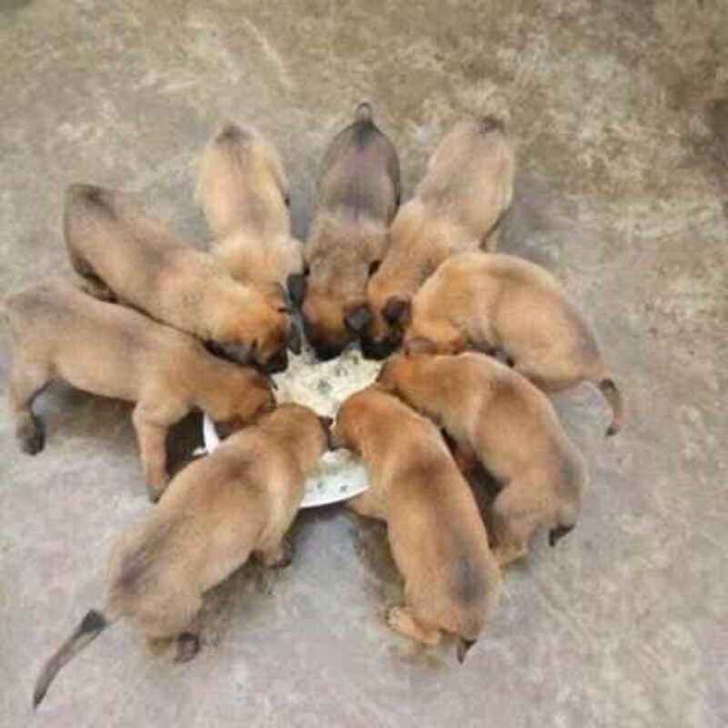 中华田园犬家养土狗活体白面黄狗看家护院犬幼崽黑狗花狗活物白狗