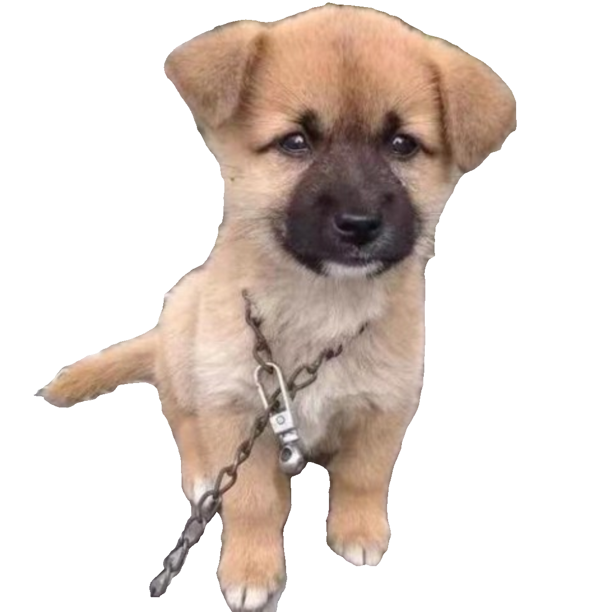 中华田园犬家养土狗活体白面黄狗看家护院犬幼崽黑狗花狗活物白狗