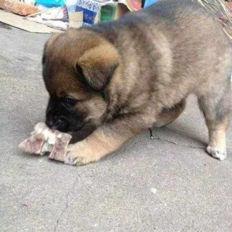 中华田园犬家养土狗活体白面黄狗看家护院犬幼崽黑狗花狗活物白狗