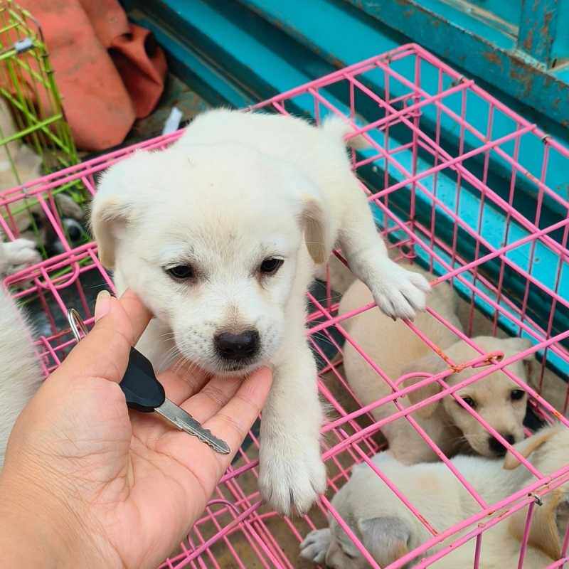 中华田园犬家养土狗活体白面黄狗看家护院犬幼崽黑狗花狗活物白狗