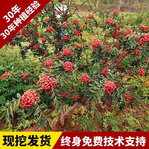 陕西韩城花椒树苗大红袍花椒苗非四川高产无刺少刺盆栽地栽食用 - 图0